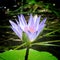 A close up of an egyption water lilly in pond