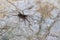 Close-up of an eight legged brown wolf-spider on a rock