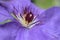 Close up elaborate stamens purple clematis flower