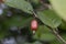 close up Elaeagnus pungens is a species of flowering plant in the family Elaeagnaceae