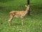 Close-up Eld`s deer or Brow-antlered deer Rucervus eldii thamin standing on the lawn