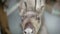 Close up Eld\'s Deer\'s nose