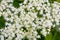 Close-up of elderberry flowers