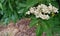 Close-up of elderflower healthy herb flower