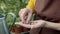 Close up of elderly woman`s hand choosing beans for planting in greenhouse