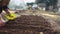 Close-up of an elderly woman\'s hand sowing onion seedlings in the furrows.