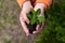 Close-up of an elderly woman& x27;s hands with an apple tree sprout. Grandma holding a plant outdoors.