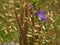 Close-Up of Elegant Brodiaea Wild Flower
