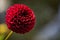 Close up of an Elegant Carmine Dark Red Dahlia Pom Pom or Ball Dahlia on a garden.