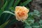 A close up of elegant pale apricot rose of the 'Osiana' (Oceana) variety in the garden