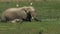 Close up of an elephant and calf feeding in a marsh at amboseli