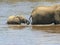 Close up of an elephant calf and mother crossing the mara river