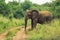 Close up of an elephant on dirt road on safari in Africa