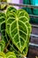 Close-up of elephant ear leaf or which has the Latin name Anthurium