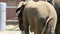 Close-up elephant eating dry grass
