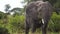Close Up of Elephant Eating Grass in Green Landscape of African Savannah