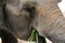 Close up elephant eating grasses.