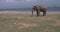 Close up of elephant eating in a Udawalawe National Park of Sri Lanka