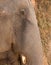 Close-up of an Elephant Face, Munnar Kerala, India