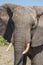 Close-up of elephant facing camera in sunshine