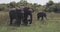 Close up of elephant family with a newborn baby elephant in a National Park of Sri Lanka