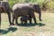 Close up of elephant family with a newborn baby elephant in a National Park of Sri Lanka