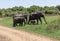 Close up of elephant family with a newborn baby elephant in a National Park of Sri Lanka