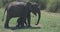 Close up of elephant family with a newborn baby elephant in a National Park of Sri Lanka