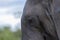 Close up of Elephant head loxodonta africana