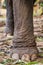 Close-up of an elephant leg in chains in elephant camp.