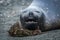 Close-up of elephant seal yawning on beach