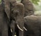 Close-up of an elephant, Serengeti, Tanzania