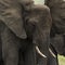 Close-up of an elephant, Serengeti, Tanzania