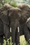 Close-up of an elephant, Serengeti, Tanzania