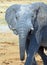 Close up of an elephant Standing looking directly into camera in Hwange National Park, Zimbabwe, Southern Africa