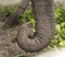 Close up of elephant trunk