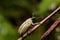 Close-up elephant weevil , orthorhinus cylindrirostri in thailand, southeast asia