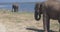 Close up of elephants eating in a Udawalawe National Park of Sri Lanka