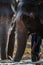 Close up of an elephants face