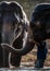 Close up of an elephants face