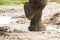 Close up of elephants foot