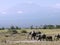 Close up of elephants and mt kilimanjaro at amboseli in kenya