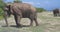 Close up of elephants in a Udawalawe National Park of Sri Lanka