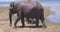 Close up of elephants in a Udawalawe National Park of Sri Lanka