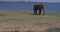 Close up of elephants in a Udawalawe National Park of Sri Lanka