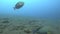 Close up of elongate surgeonfish at the liberty in tulamben, bali