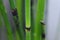 Close-up, emerald green, perennial herb, Equisetum