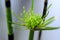 Close-up, emerald green, perennial herb, Equisetum