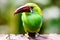 Close up of an emerald Toucanet