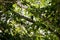 Close-up of Emerald toucanet in a tree in Monteverde, Costa Rica